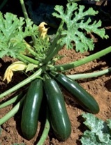 courgette_astia_1