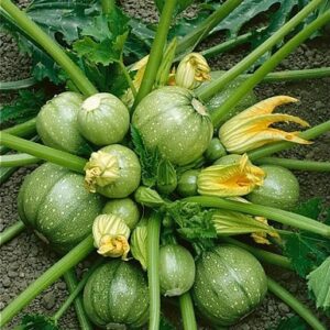 Courgette boldénice ronde