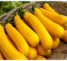 courgette_orelai_jaune