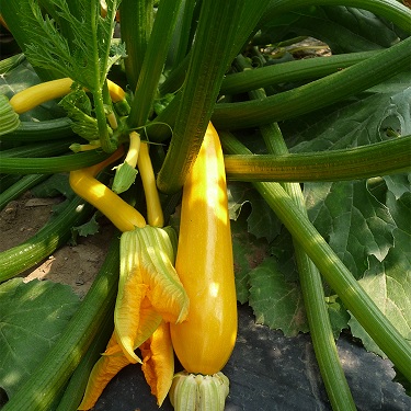 courgette_orelia_jaune_1