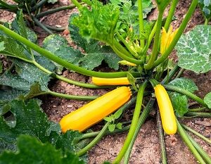 Courgette orélia jaune