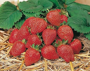 fraisier_elan