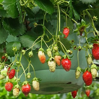 fraisier_elan_2