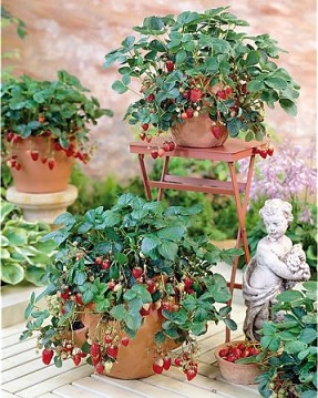 fraisier_elan_3