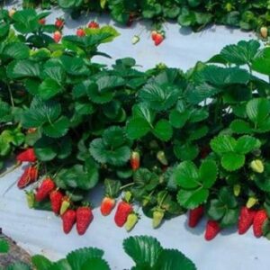 Fraisier Rosana