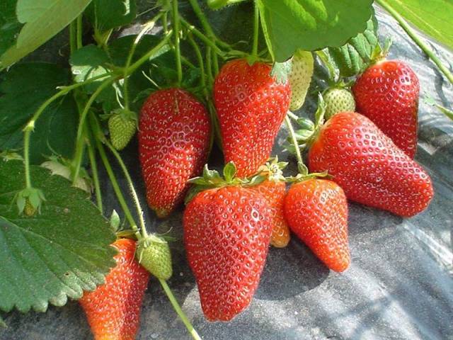fraisier_rosana_2