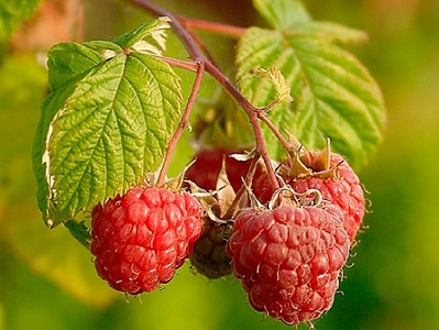 framboisier