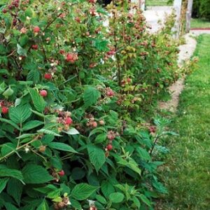 Framboisier Rubus Idaeus en pot