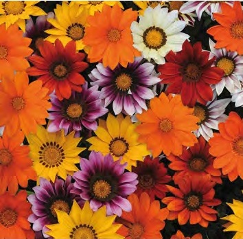 gazania_new_day_mix_F1