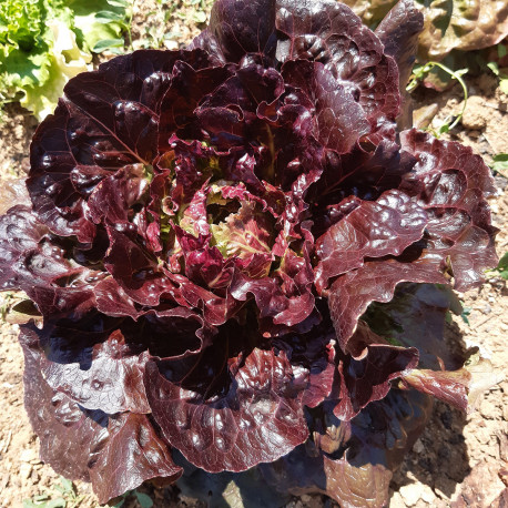 laitue_batavia_rouge_florinred