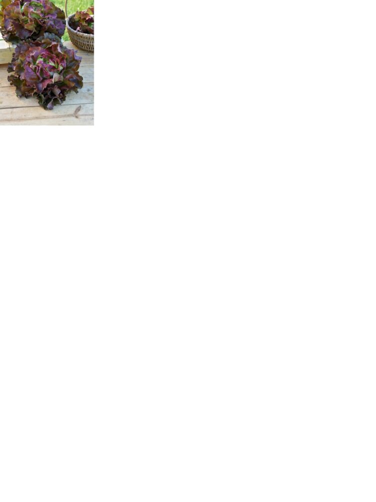 laitue_batavia_rouge_florinred_1