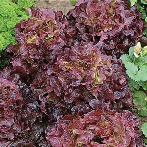 Salade laitue feuille de chêne bellino