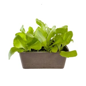Salade laitue pommée novappia