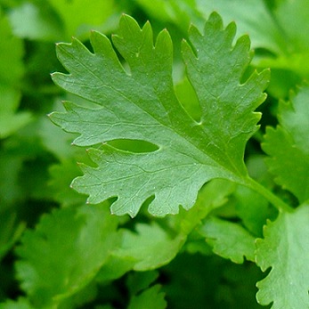 persil_plat_geant_d_Italie