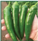 piment_picana_1