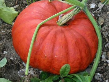 potiron_rouge_vif_d_etampes__2