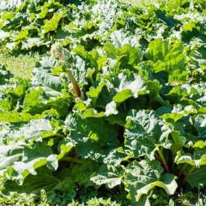 Rhubarbe Sanvitos Early