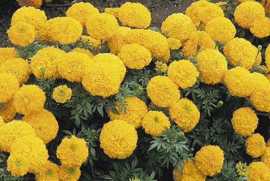 tagetes_erecta_inca_II_gold_3