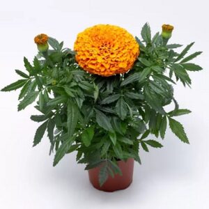 Tagetes erecta inca II orange