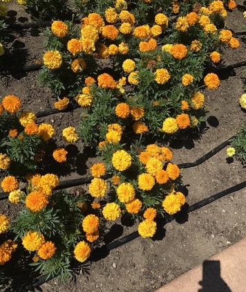 tagetes_erecta_inca_orange_2