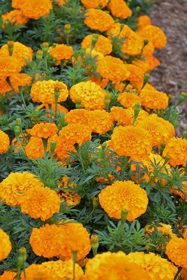 tagetes_erecta_inca_orange_3