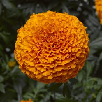 tagetes_erecta_inca_orange_4