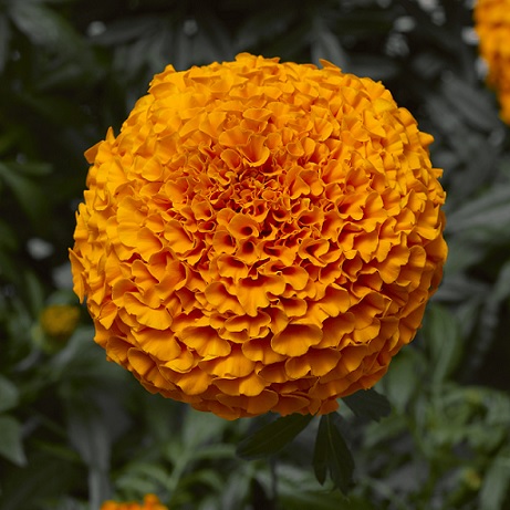 tagetes_erecta_inca_orange_4