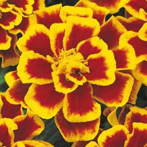 Tagetes patula solena bee