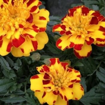 tagetes_patula_solena_bee_1
