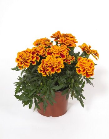 tagetes_patula_solena_bee_2