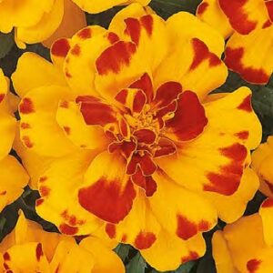 Tagetes patula solena bolero
