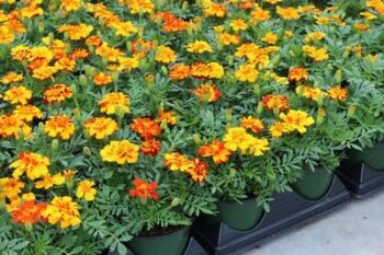 tagetes_patula_solena_bolero_1