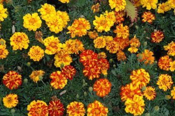 tagetes_patula_solena_bolero_2