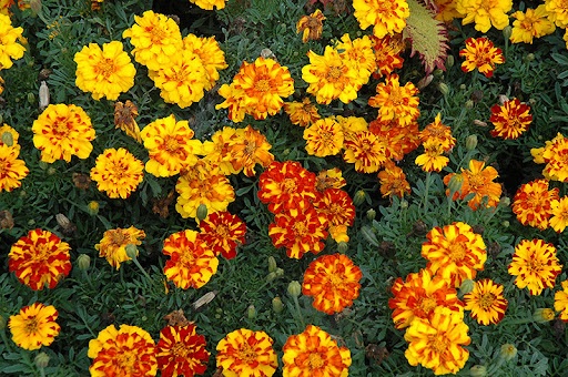 tagetes_patula_solena_bolero_2