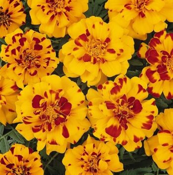 tagetes_patula_solena_bolero_3