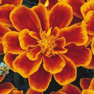 Tagetes patula solena flame