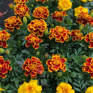 tagetes_patula_solena_flame_1