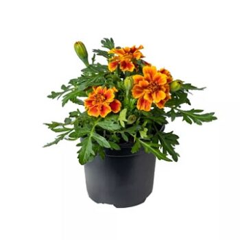tagetes_patula_solena_flame_2