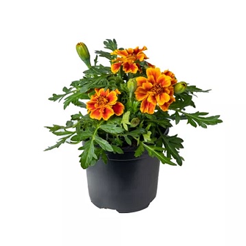 tagetes_patula_solena_flame_2