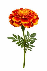 tagetes_patula_solena_flame_3