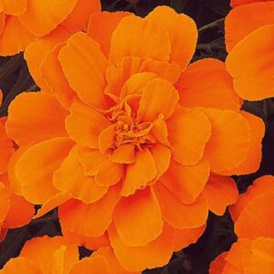 Tagetes patula solena orange