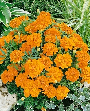 tagetes_patula_solena_orange_1