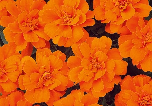 tagetes_patula_solena_orange_2