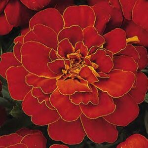 Tagetes patula solena red