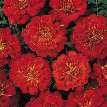 tagetes_patula_solena_red_1