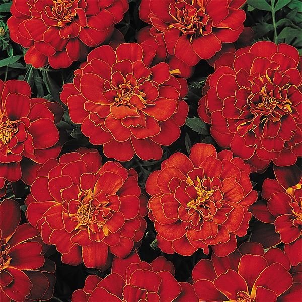 tagetes_patula_solena_red_1