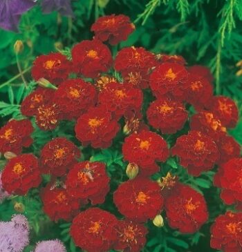 tagetes_patula_solena_red_2