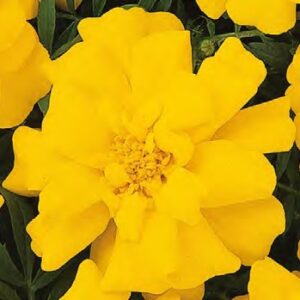 Tagetes patula solena yellow