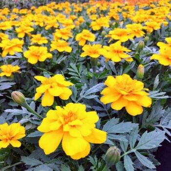 tagetes_patula_solena_yellow_1