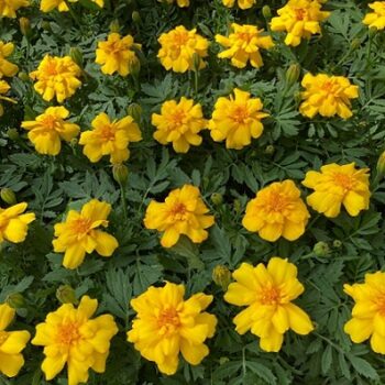 tagetes_patula_solena_yellow_2
